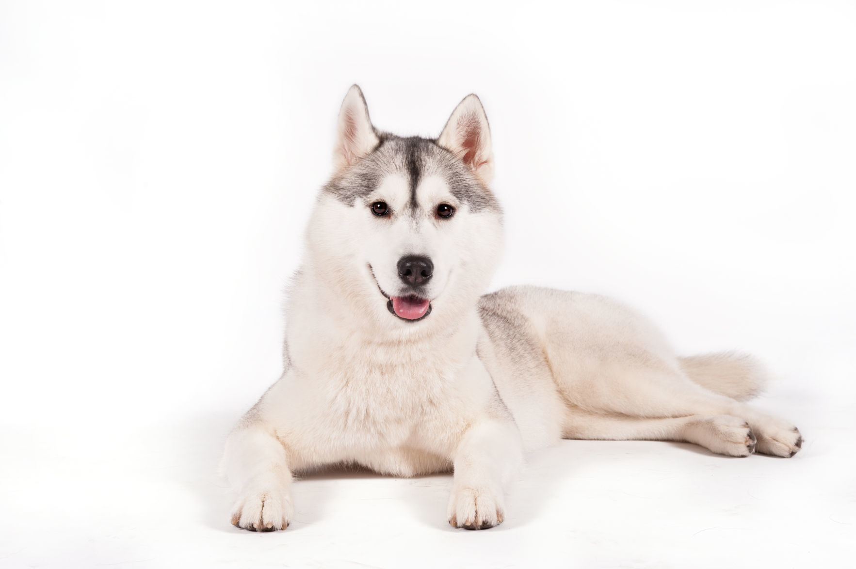 Siberian husky